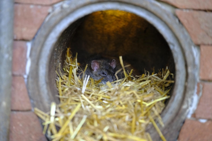 rat-gbc86ef316_1920